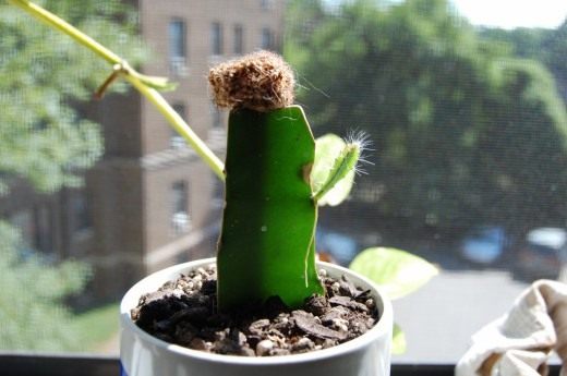 Кактус (Cactus)