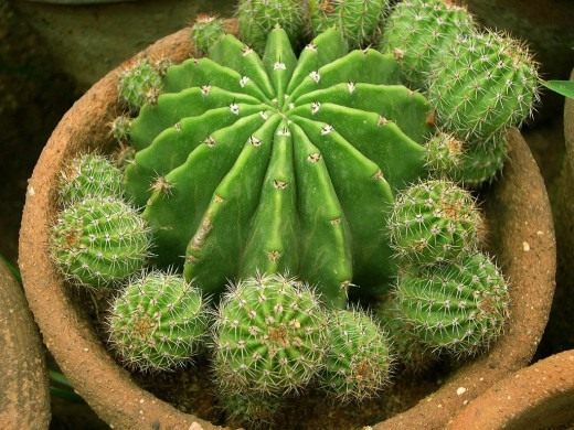 Кактус (Cactus)