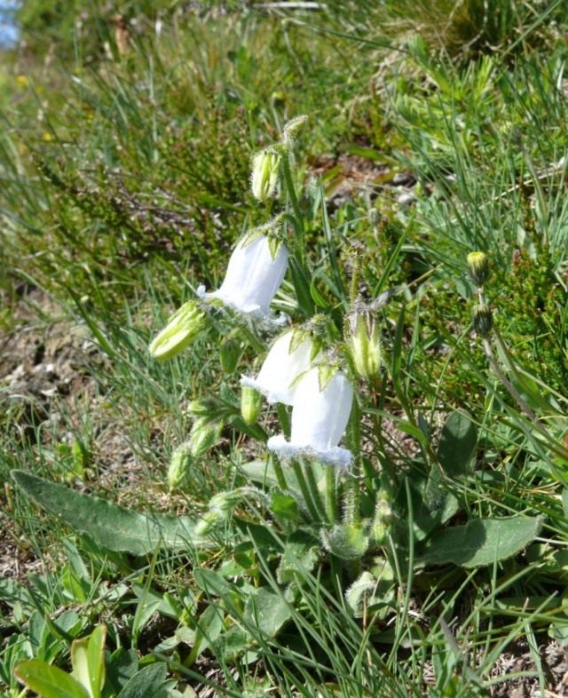 Колокольчик бородатый (Campanula barbata) Колокольчик бородатый (Campanula barbata)