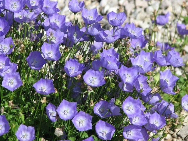 Колокольчик карпатский (Campanula carpatica) Колокольчик карпатский (Campanula carpatica)