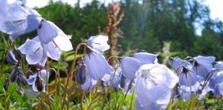 Колокольчик ложечницелистный (Campanula cochleariifolia)