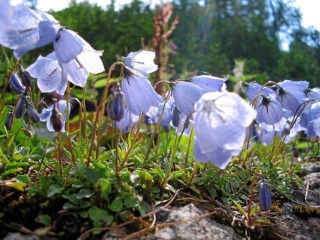 Колокольчик ложечницелистный (Campanula cochleariifolia) Колокольчик ложечницелистный (Campanula cochleariifolia)