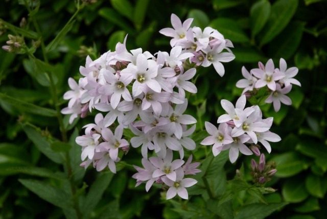 Колокольчик молочноцветковый (Campanula lactiflora) Колокольчик молочноцветковый (Campanula lactiflora)