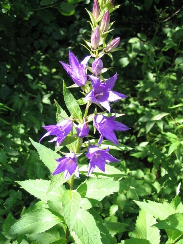 Колокольчик широколистный (Campanula latifol) Колокольчик широколистный (Campanula latifol)