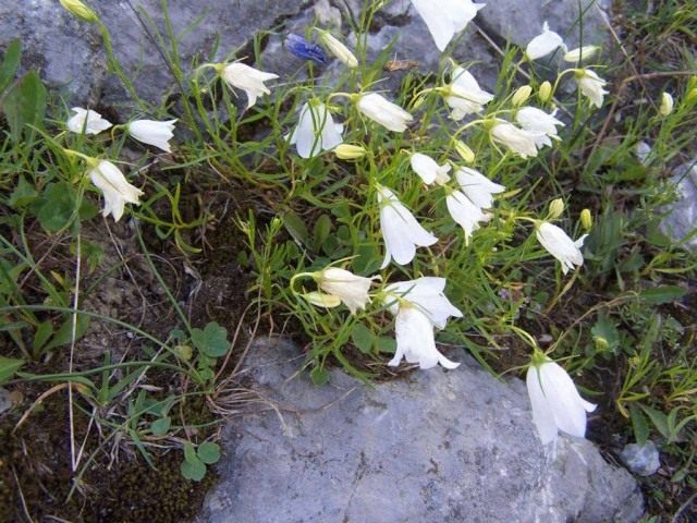 Колокольчик изменчивый (Campanula polymorpha) Колокольчик изменчивый (Campanula polymorpha)