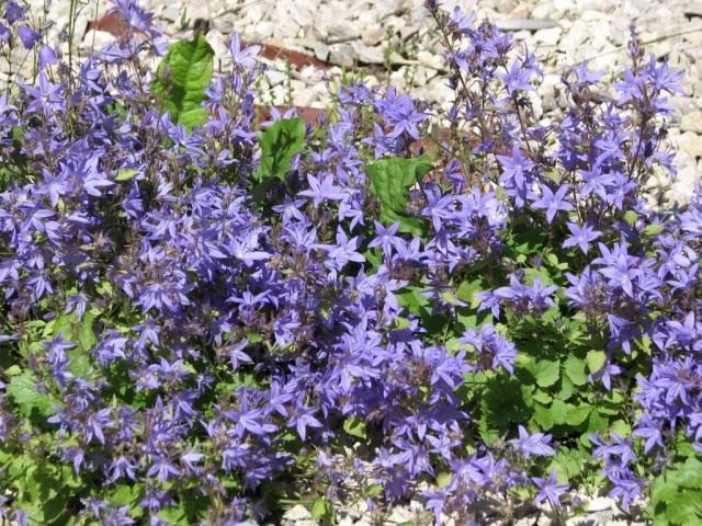 Колокольчик Портеншлага (Campanula portenschlagiana) Колокольчик Портеншлага (Campanula portenschlagiana)