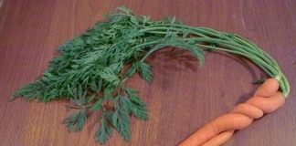 Морковь (Carrots)