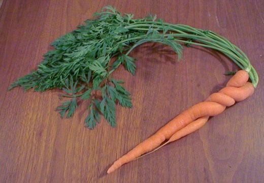 Морковь (Carrots) Морковь (Carrots)