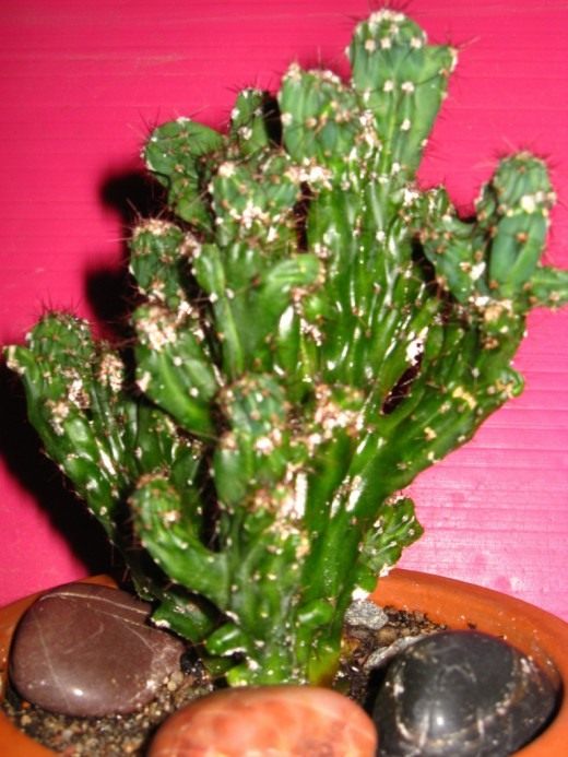 Цереус (Cereus)