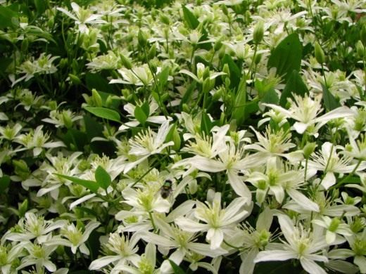 Клематис (Clematis)