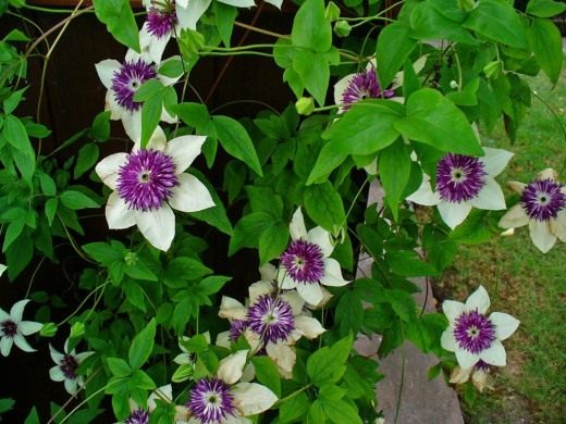 Клематис (Clematis)