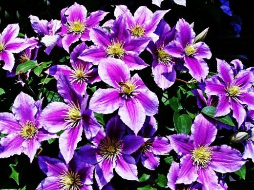 Клематис (Clematis)
