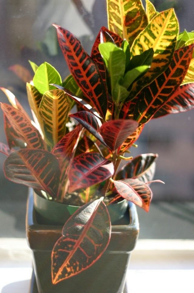 Кодиеум (Codiaeum) Кодиеум (Codiaeum)