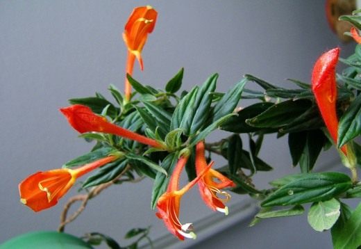 Колумнея (Columnea)
