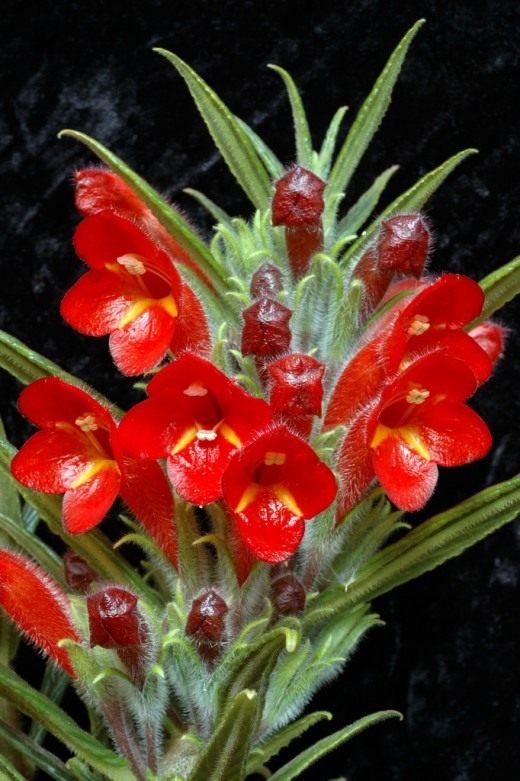 Колумнея (Columnea) Колумнея (Columnea)
