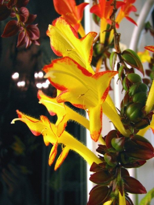 Колумнея (Columnea)