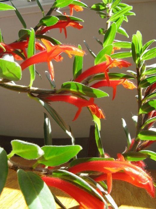 Колумнея (Columnea)