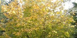 Лещина крупная, или «ломбардский орех» (Corylus maxima), плоды известны под названием фундук.