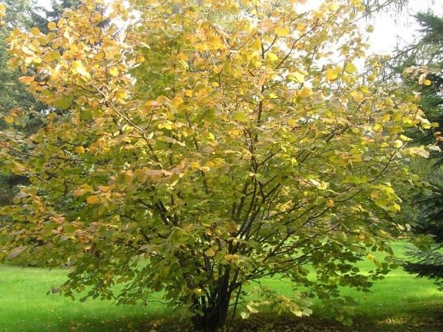Лещина крупная, или «ломбардский орех» (Corylus maxima), плоды известны под названием фундук. Лещина крупная, или «ломбардский орех» (Corylus maxima), плоды известны под названием фундук.