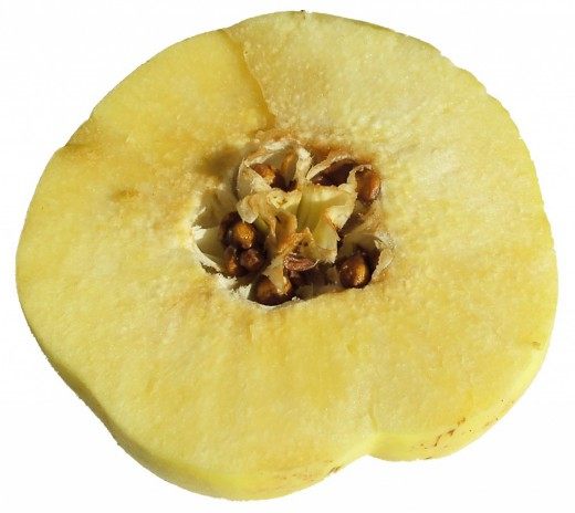 Поперечный разрез плода айвы (Cross-section of quince fruit)