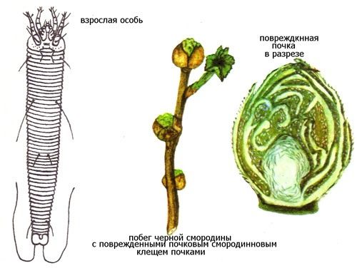 Смородинный почковый клещ (Currant Mite)