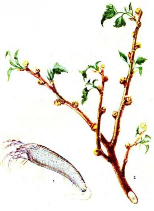 Смородинный почковый клещ (Currant Mite)