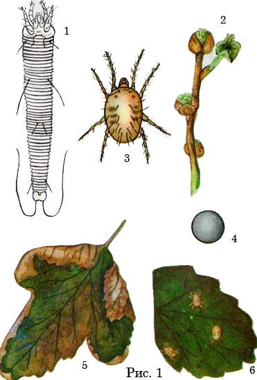 Смородинный почковый клещ (Currant Mite)