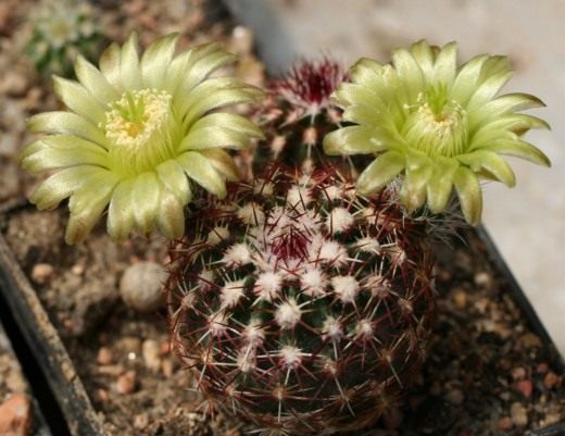 Эхиноцереус (Echinocereus)