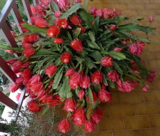 Эпифиллум (Epiphyllum)