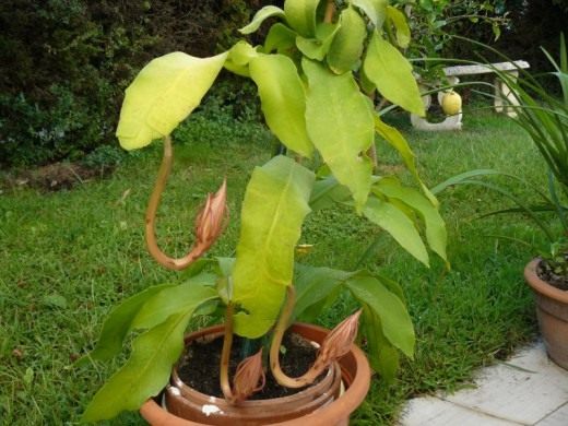 Эпифиллум (Epiphyllum)
