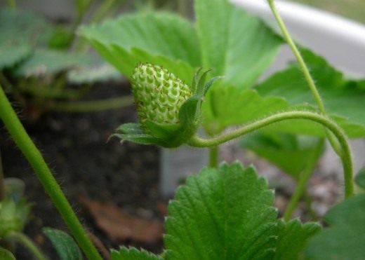 Земляника садовая (Garden strawberry)
