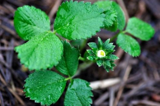 Земляника садовая (Garden strawberry)