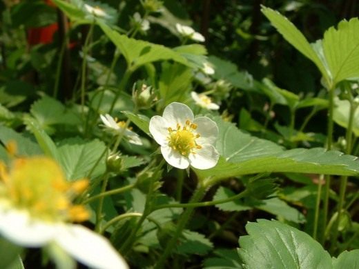 Земляника садовая (Garden strawberry)