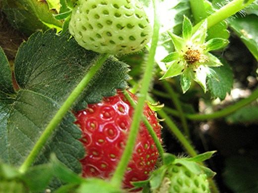 Земляника садовая (Garden strawberry)