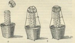 Прививка кактусов (Grafting cacti)