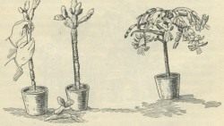 Прививка кактуса (Grafting cacti)
