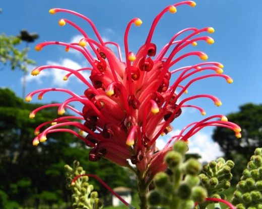Гревиллея (Grevillea)