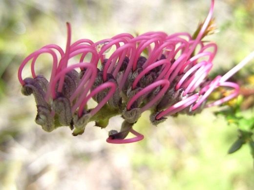 Гревиллея (Grevillea)