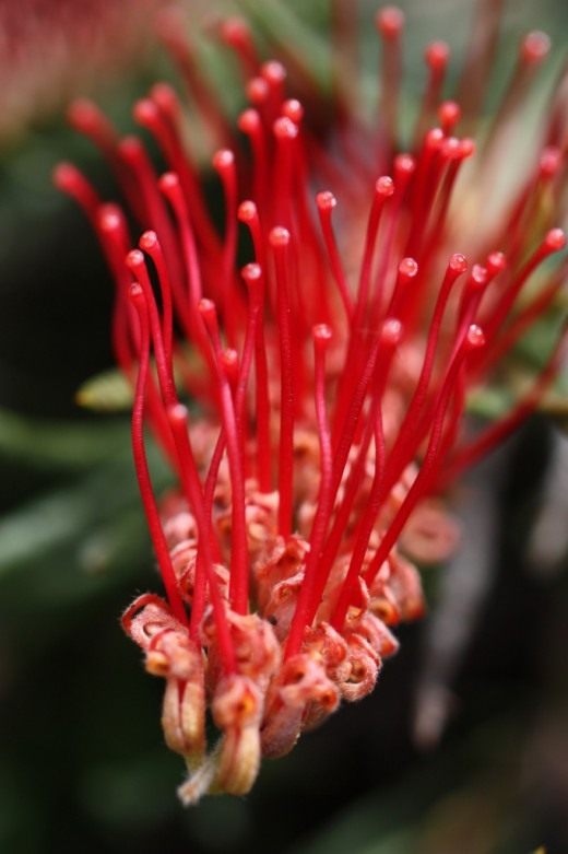 Гревиллея (Grevillea)