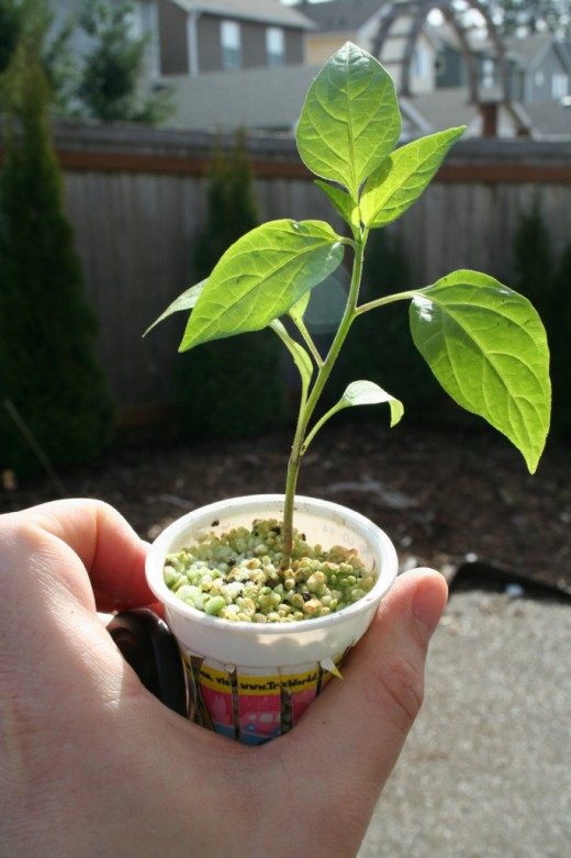 Выращивание рассады (Growing seedlings)