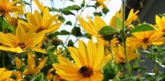 Гелиопсис подсолнечниковидный (Heliopsis helianthoides)
