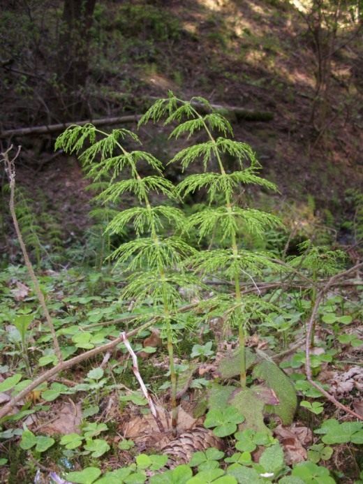Хвощ (Horsetail)