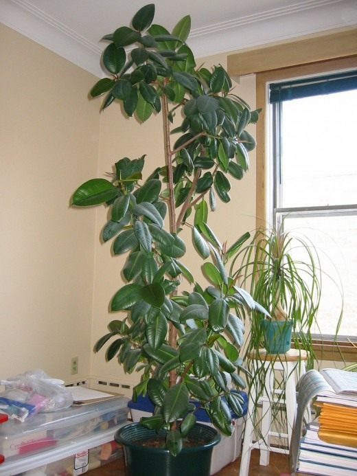 Фикус каучуконосный и Нолина (Ficus elastica and Nolina)