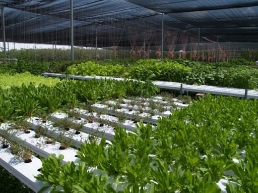 Гидропонное выращивание (Hydroponic growing)