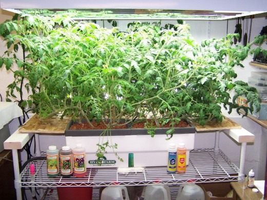 Гидропонное выращивание (Hydroponic growing)