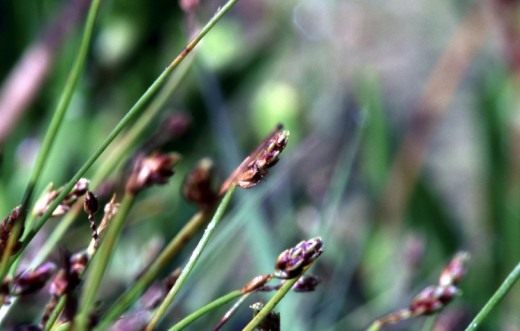 Камыш поникающий (Isolepis cernua)
