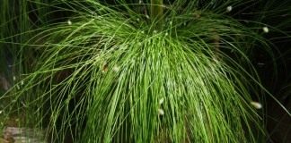 Камыш поникающий (Isolepis cernua)