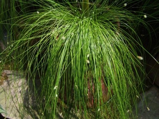 Камыш поникающий (Isolepis cernua) Камыш поникающий (Isolepis cernua)