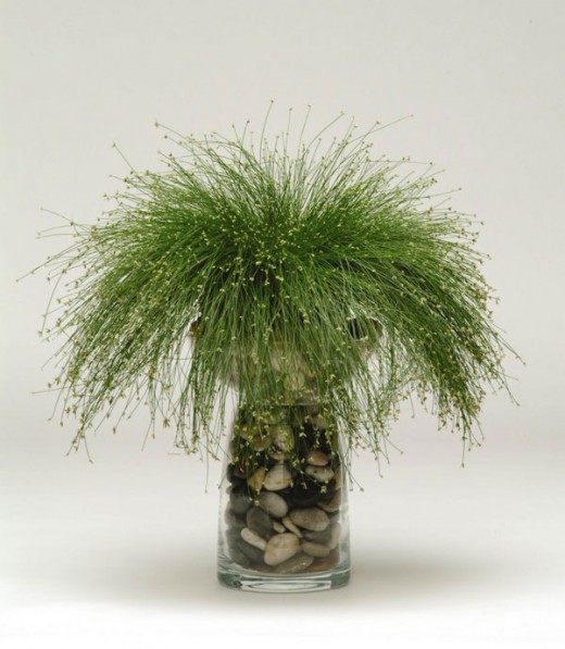 Камыш поникающий (Isolepis cernua)