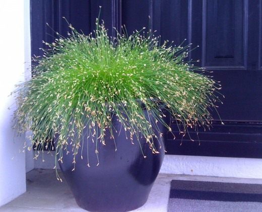 Камыш поникающий (Isolepis cernua) Камыш поникающий (Isolepis cernua)